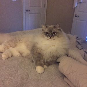 Meet your Posher, Riley